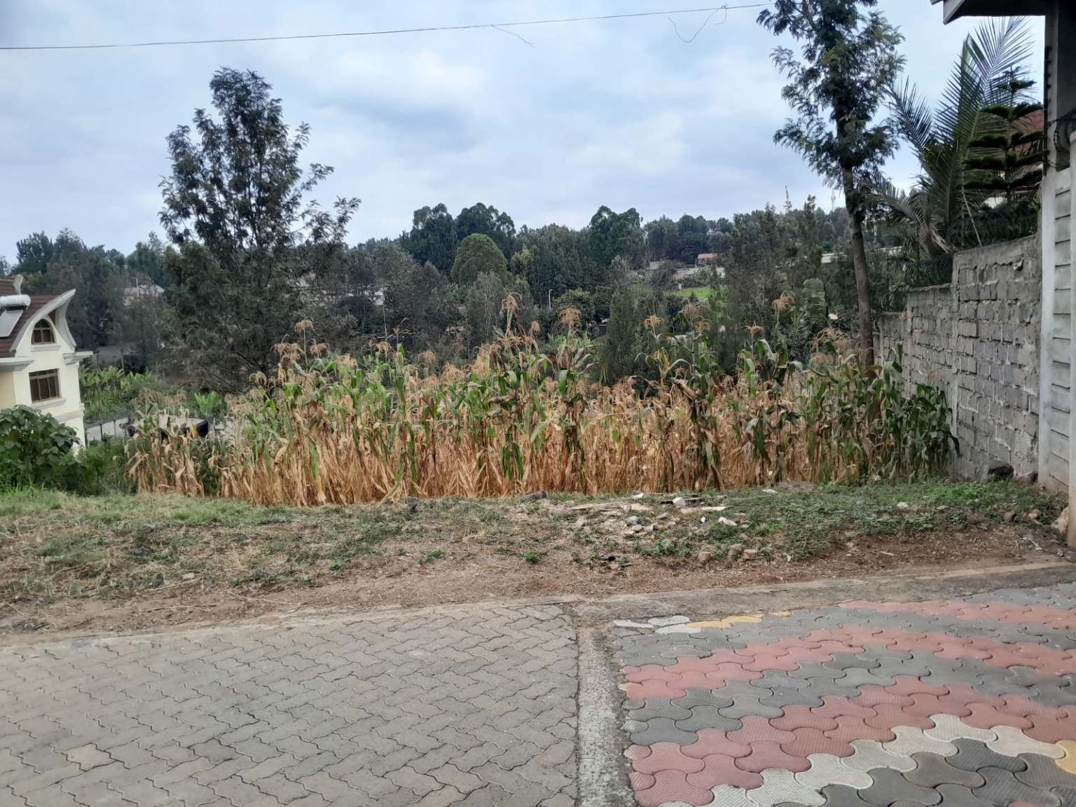 Mushroom Estate - Land in Kiambu / Kiambu photo