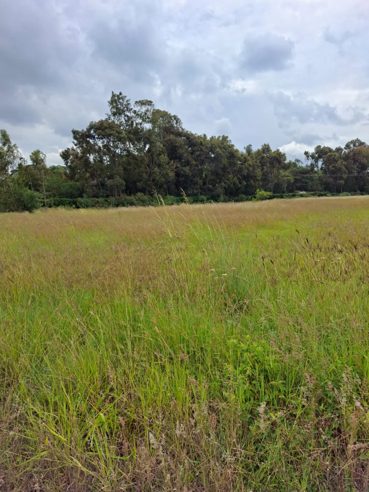 1 Acre Land for Rent in Karen land for rent in Karen photo 3