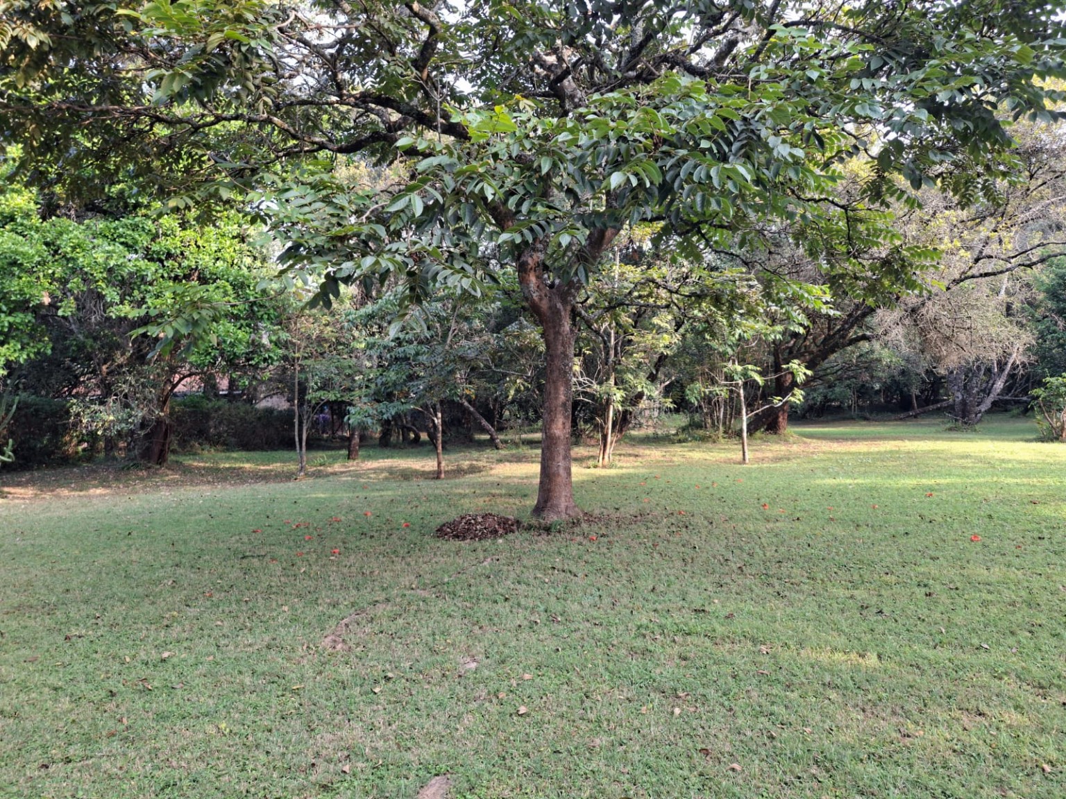 Koitobos Road — Half-Acre Plot for Sale, Karen Hardy land for sale in Karen photo 2