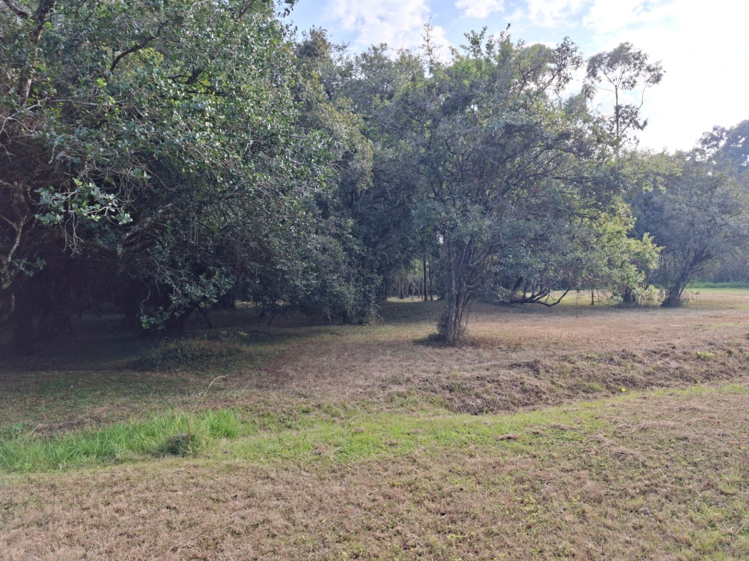 Koitobos Road — Half-Acre Plot for Sale, Karen Hardy land for sale in Karen photo 4