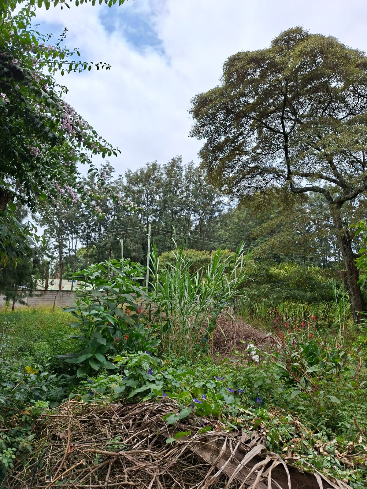 0.5 Acre Land for Sale in Karen lntt thumbnail 6