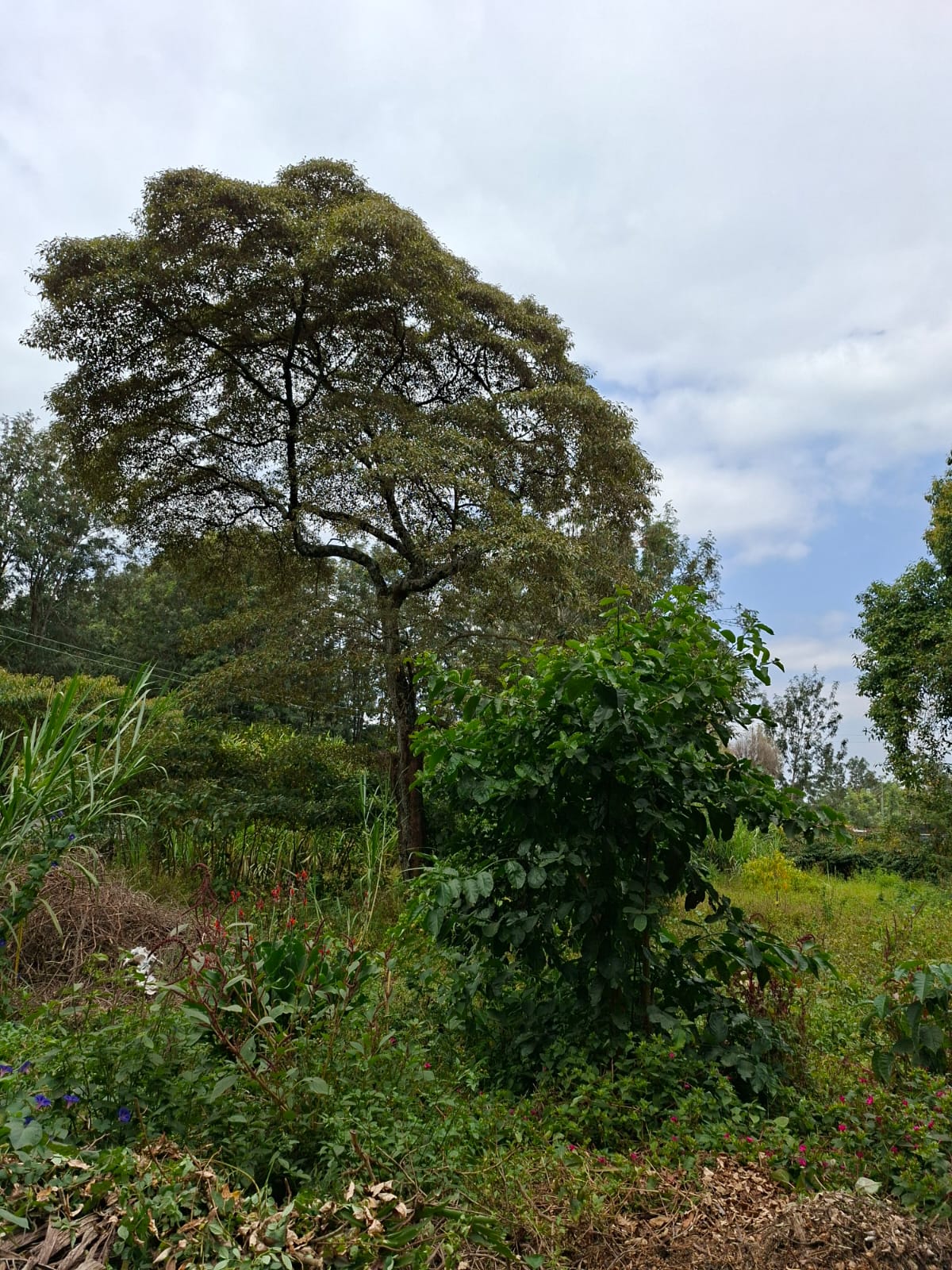 0.5 Acre Land for Sale in Karen lntt thumbnail 8