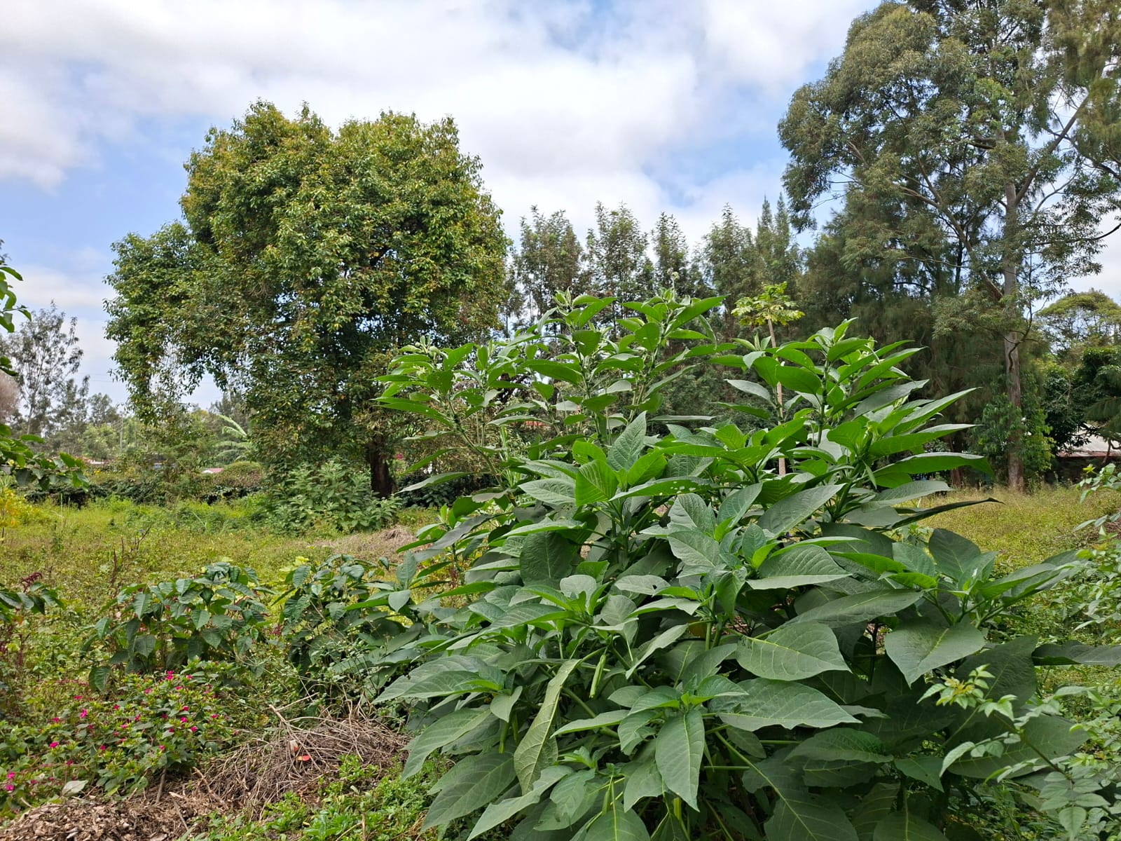 0.5 Acre Land for Sale in Karen lntt thumbnail 10