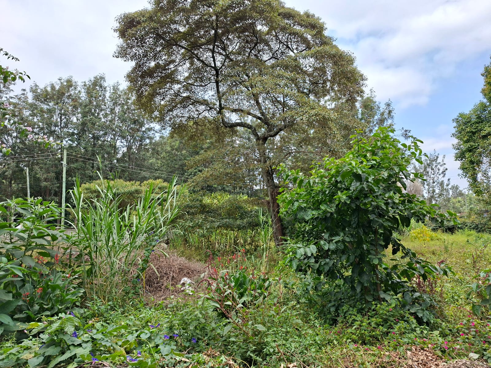 0.5 Acre Land for Sale in Karen lntt thumbnail 11