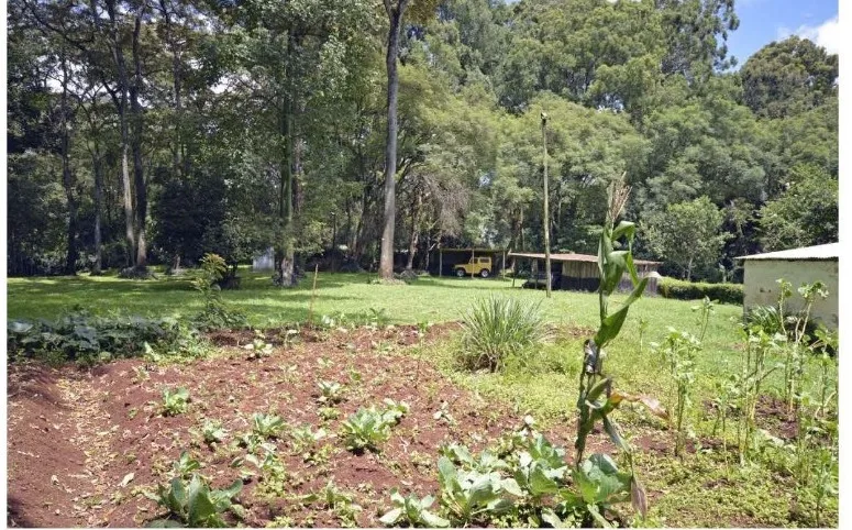 Mwitu Estate thumbnail 4